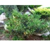 Можжевельник китайский  Плюмоза Ауреовариегата (Plumosa Aureovariegata) С2.